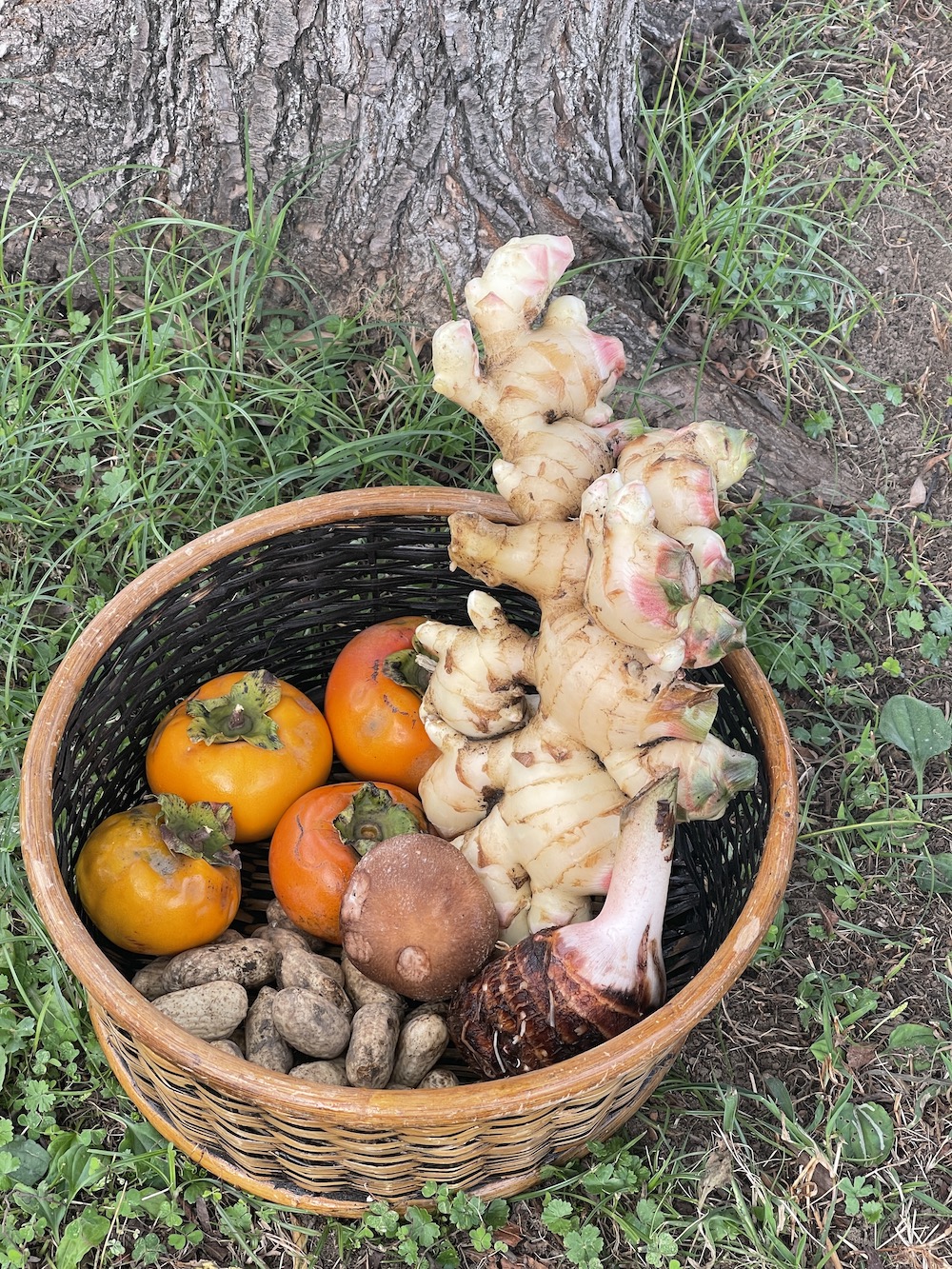 {{brizy_dc_image_alt imageSrc=