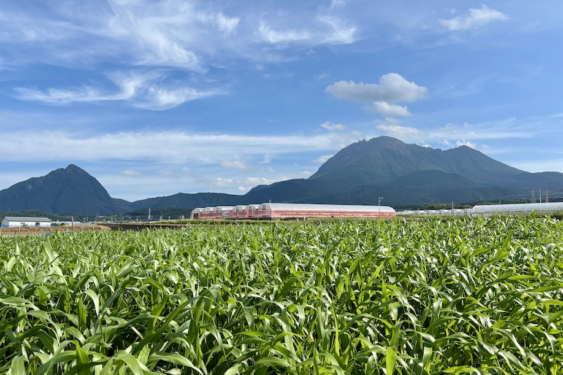 {{brizy_dc_image_alt imageSrc=